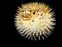 pufferfish_673_600x450.jpg