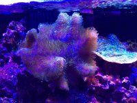 ImageUploadedByReefs2015-10-08 21:16:51 EDT.jpg
