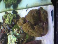 ImageUploadedByReefs2015-06-11 14:00:28 EDT.jpg