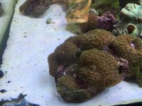 ImageUploadedByReefs2015-06-11 14:00:46 EDT.jpg