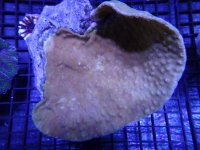 DSC01346.jpg