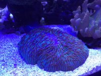 Purplefungiaplate.jpeg