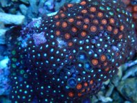 150. Zoanthus - 03.00 Cm - USD. 15.00.jpg