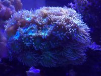 DuncanCoral.jpeg