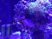purplemushroom.jpeg