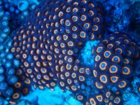 201. Zoanthus - 04.00 Cm - USD. 25.00.jpg