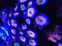 ImageUploadedByReefs2015-08-08 21:29:53 EDT.jpg