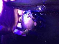 ImageUploadedByReefs2016-01-28 10:25:33 EST.jpg