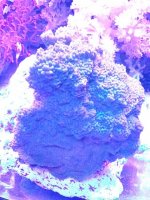 rsz_encrusting_monti1209151549b.jpg