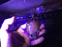 ImageUploadedByReefs2016-01-28 10:25:58 EST.jpg