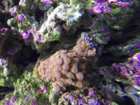 ImageUploadedByReefs2015-08-09 20:14:53 EDT.jpg