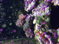 ImageUploadedByReefs2015-08-09 20:15:02 EDT.jpg