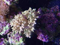 ImageUploadedByReefs2015-08-09 20:15:10 EDT.jpg