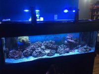 ImageUploadedByReefs2016-01-28 19:10:17 EST.jpg