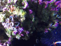 ImageUploadedByReefs2015-08-09 20:15:34 EDT.jpg