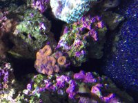 ImageUploadedByReefs2015-08-09 20:15:43 EDT.jpg