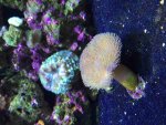 ImageUploadedByReefs2015-08-09 20:15:58 EDT.jpg