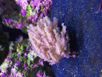 ImageUploadedByReefs2015-08-09 20:16:06 EDT.jpg