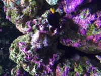 ImageUploadedByReefs2015-08-09 20:16:16 EDT.jpg