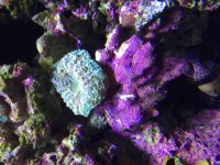 ImageUploadedByReefs2015-08-09 20:16:24 EDT.jpg