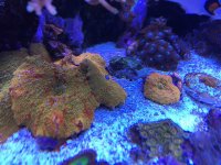 ImageUploadedByReefs2015-06-12 18:20:13 EDT.jpg