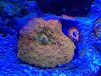 ImageUploadedByReefs2015-06-12 18:20:47 EDT.jpg