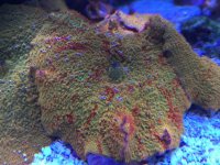 ImageUploadedByReefs2015-06-12 18:21:19 EDT.jpg