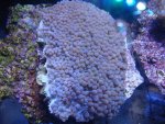 coral 10-9-2015 044.jpg