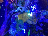 ImageUploadedByReefs2015-06-14 11:57:12 EDT.jpg
