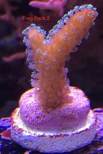 Rainbow Stylo 2.jpg