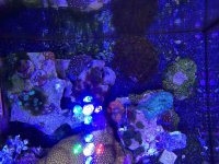 ImageUploadedByReefs2015-06-14 11:57:19 EDT.jpg