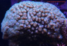 Green Poci Mother.jpg