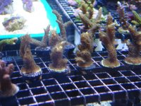 coral 10-9-2015 053.jpg