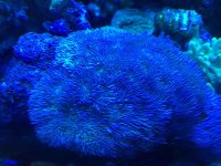 ImageUploadedByReefs2015-06-14 23:54:19 EDT.jpg