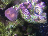 ImageUploadedByReefs2015-10-11 14:13:14 EDT.jpg