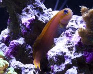 Midas Blenny 2.jpg