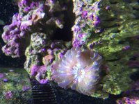 ImageUploadedByReefs2015-10-11 14:13:32 EDT.jpg