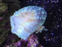 ImageUploadedByReefs2015-10-11 14:13:55 EDT.jpg