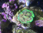 ImageUploadedByReefs2015-10-11 14:14:17 EDT.jpg