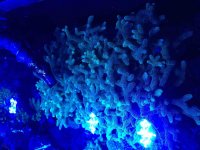 ImageUploadedByReefs2015-06-15 20:22:21 EDT.jpg