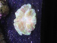 ImageUploadedByReefs2015-10-11 14:14:37 EDT.jpg