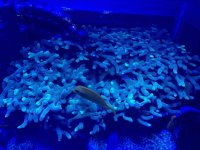 ImageUploadedByReefs2015-06-15 20:22:38 EDT.jpg