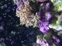 ImageUploadedByReefs2015-10-11 14:14:57 EDT.jpg