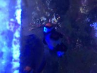 ImageUploadedByReefs2016-01-30 17:50:31 EST.jpg