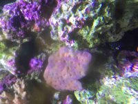 ImageUploadedByReefs2015-10-11 14:15:20 EDT.jpg