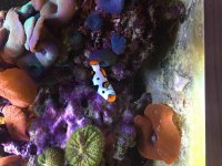 ImageUploadedByReefs2015-12-12 18:02:26 EST.jpg