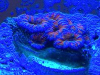 Acan.jpg