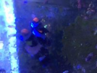 ImageUploadedByReefs2016-01-30 17:50:48 EST.jpg