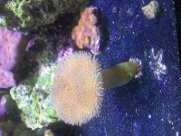 ImageUploadedByReefs2015-10-11 14:15:34 EDT.jpg