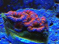 Acan2.jpg